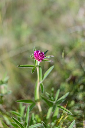 Zigzag clover in bloom with strong color. Trifolium medium in steppe, Ukraineの写真素材