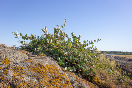 Cotoneaster horizontalis plant with ripe red berries on granite in steppe region in Ukraineの写真素材