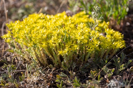 Sedum acre - goldmoss stonecrop, mossy stonecrop. Also common name as oldmoss sedum, biting stonecrop, wallpepperの写真素材