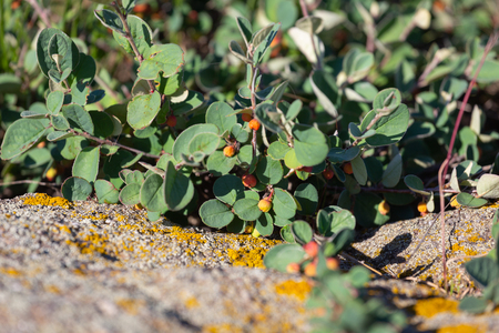 Cotoneaster horizontalis plant with ripe red berries on granite in steppe region in Ukraineの写真素材