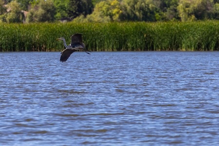 Grey Heron, Ardea cinerea. Bird in flight over river.の写真素材