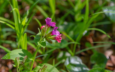 Pink and blue flowers Unspotted lungwort or Suffolk lungwort Pulmonaria obskura in early springの写真素材