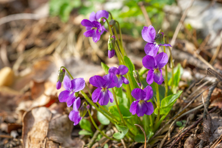 Spring nature common violet background. Viola Odorata flowers in the spring forest and water close up. Selective focus. Mayflower.の写真素材