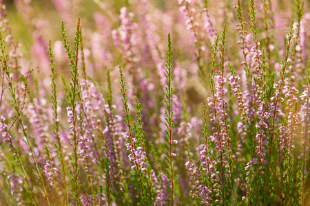 Flower background pink tiny color. Calluna vulgaris also known as common heather, ling, heatherの写真素材