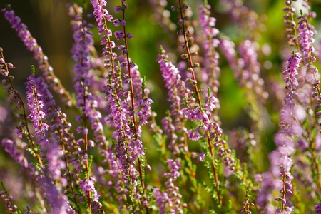 Vibrant pink common heather Calluna vulgaris blossoming outdoors. Botanical photo. Floral backgroundの写真素材