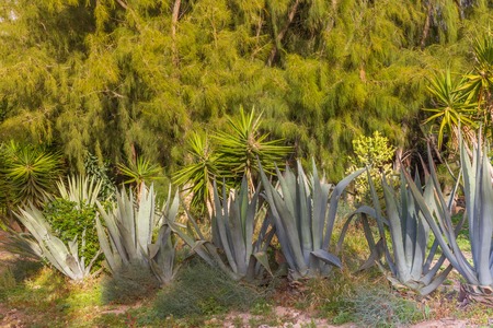 Group of blue agava plants at tropical garden against pine tree. Agave plantの写真素材
