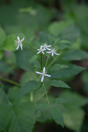 Wild forest flowers of erect clematis white flowers - Latin name - Clematis rectaの写真素材