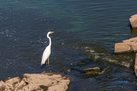 Great White Egret wading in shallow water of coastal estuary. Great white egret Ardea alba , also known as the common egret, large egret or great white heron.の写真素材