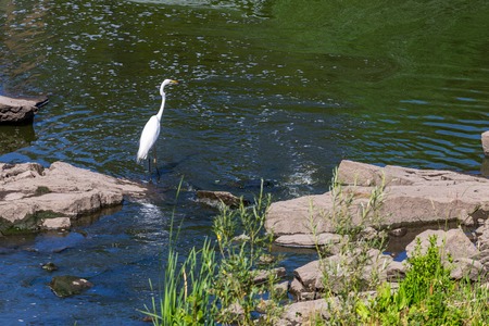 Great White Egret wading in shallow water of coastal estuary. Great white egret Ardea alba , also known as the common egret, large egret or great white heron.の写真素材