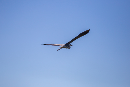 Grey Heron Ardea cinerea in flight, Vinnitsa region, Ukraine.の写真素材