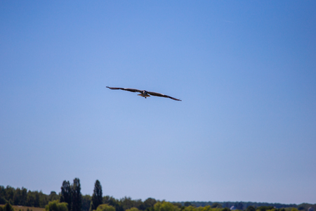 Grey Heron Ardea cinerea in flight, Vinnitsa region, Ukraine.の写真素材