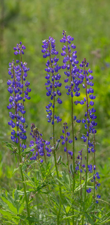 Blooming lupine flowers. A field of lupines. Violet and pink lupin in meadow. Colorful bunch of lupines summer flower background or greeting card.の写真素材