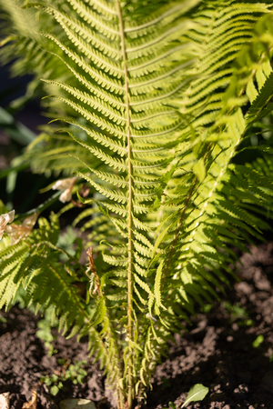 Natural green young ostrich fern or shuttlecock fern leaves Matteuccia struthiopteris on each other, the pantone colorの写真素材