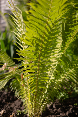 Natural green young ostrich fern or shuttlecock fern leaves Matteuccia struthiopteris on each other, the pantone colorの写真素材