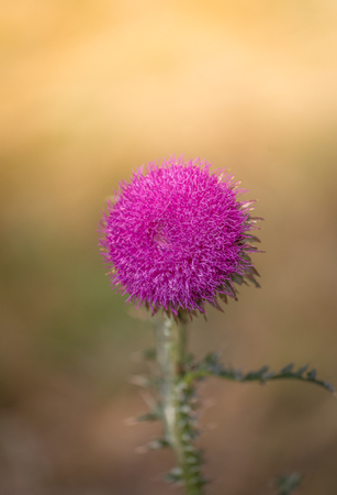 Macro photo of blessed flowers of milk thistle. Marie Scottish thistle, Mary Thistle, Marian Cardus. Selective focusの写真素材