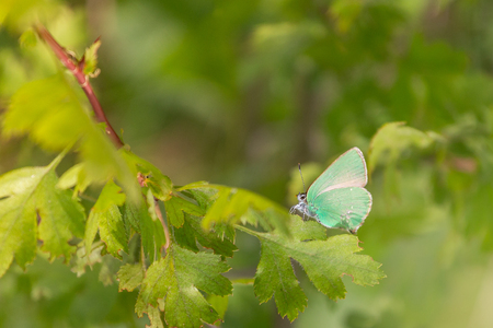 Gossamer-winged Butterfly in the morning on leaves. Blue common butterflyの写真素材