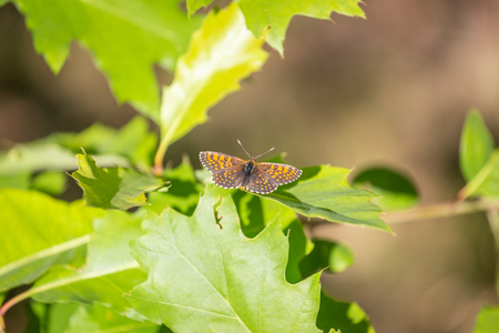 Silver-washed Fritillary Argynnis paphia , male insect. Orange dotted butterflyの写真素材