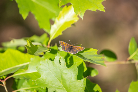 Silver-washed Fritillary Argynnis paphia , male insect. Orange dotted butterflyの写真素材