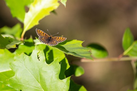 Silver-washed Fritillary Argynnis paphia , male insect. Orange dotted butterflyの写真素材
