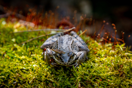 Isolated european Common Frog on mossy log. Frog. Common Frog Rana temporaria . Forest brown frog macro selective focusの写真素材