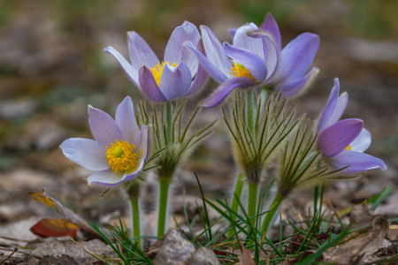 Pine forest pasqueflower flowers Pulsatilla patens. Beauty rare primrose flowersの写真素材