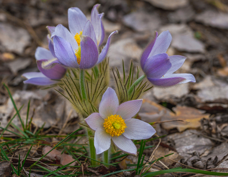 Pine forest pasqueflower flowers Pulsatilla patens. Beauty rare primrose flowersの写真素材