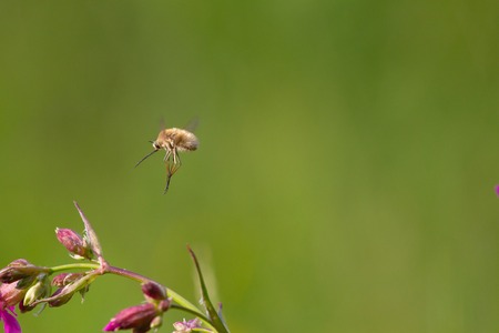 Rare forest insect with a long proboscis flies on a flower to pollinate it. Bombylius sp.の写真素材