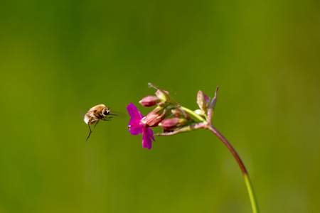 Bee - bombylius major on green background. Pollinate flower. Bee with long proboscis flies on a flowerの写真素材
