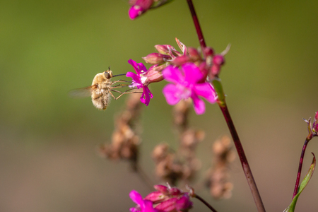 Bee - bombylius major on green background. Pollinate flower. Bee with long proboscis flies on a...