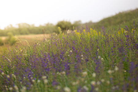 Rare threatened steppe territory in Ukraine with Salvia pratensis flowering. Grass field flower background.の写真素材