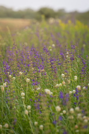 Rare threatened steppe territory in Ukraine with Salvia pratensis flowering. Grass field flower background.の写真素材