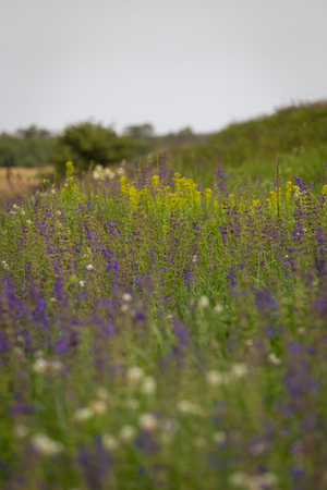 Rare threatened steppe territory in Ukraine with Salvia pratensis flowering. Grass field flower background.の写真素材
