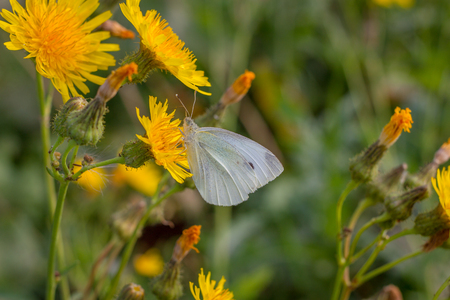 Gossamer-winged Butterfly in the morning on leaves. Blue common butterflyの写真素材