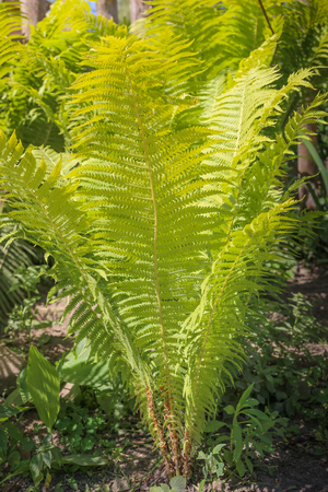 Natural green young ostrich fern or shuttlecock fern leaves Matteuccia struthiopteris on each other, the pantone colorの写真素材