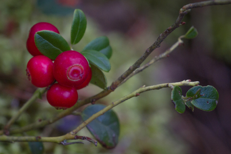 Bushes of cranberries in late summer at the Sumy region in Ukraine dwarfの写真素材