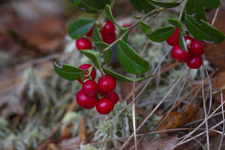 Bushes of cranberries in late summer at the Sumy region in Ukraine dwarfの写真素材