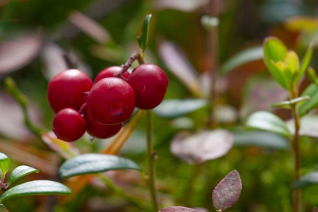 Bushes of cranberries in late summer at the Sumy region in Ukraine dwarfの写真素材