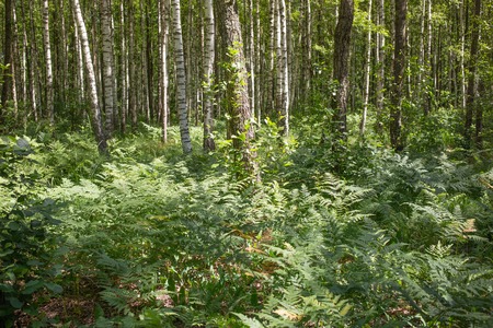 Rare natural oak forest with bracken fern undergrowthの写真素材