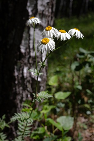 Pretty small white flowers like camomile of Pyrethrum cinerariifolium. Organic insect repellent.の写真素材
