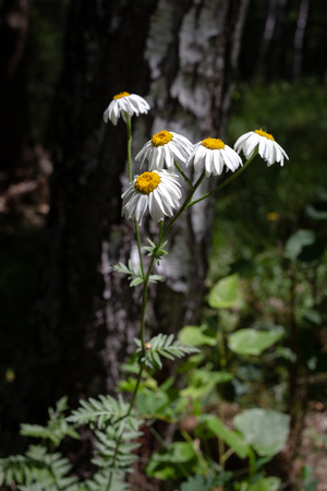 Pretty small white flowers like camomile of Pyrethrum cinerariifolium. Organic insect repellent.の写真素材