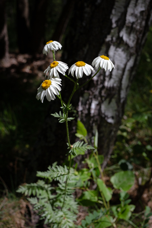 Pretty small white flowers like camomile of Pyrethrum cinerariifolium. Organic insect repellent.の写真素材