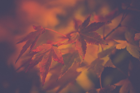 Autumn background with colored maple leaves. Yellow theme.の写真素材