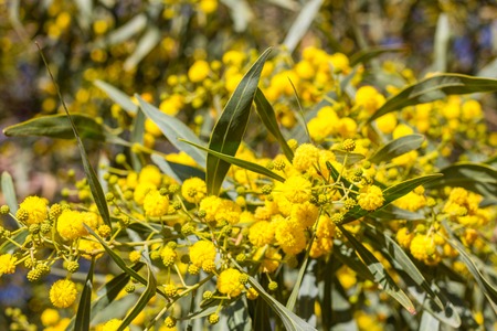 Blossoming of mimosa tree. Acacia pycnantha, golden wattle close up in spring, bright yellow flowers.の写真素材