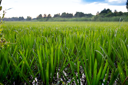 Stratiotes aloides, water soldier rare water serrated aquatic plant.の写真素材
