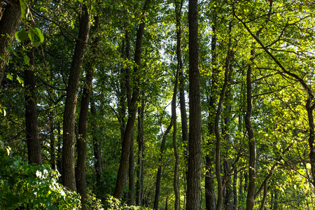 Alnus glutinosa named common alder forest. Important Europe habitat. Ukraineの写真素材