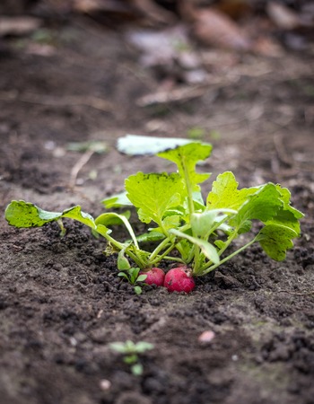 Just growing fresh red radish in the spring time on the black soilの写真素材