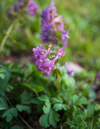 Corydalis solida, fumewort springtime primrose flowersの写真素材