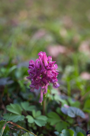 Corydalis solida, fumewort springtime primrose flowersの写真素材