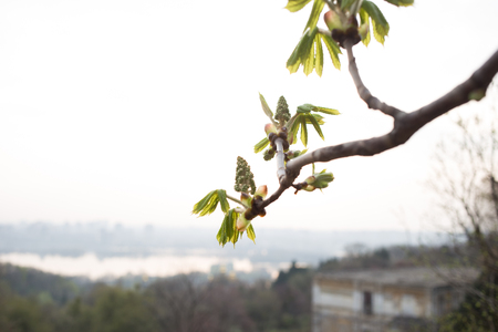 the color of the Kiev chestnutの写真素材