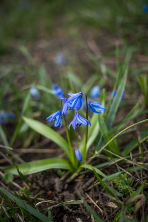 this Siberian squill, Scilla siberica, wood squillの写真素材